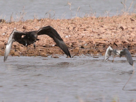 Jaeger_chasing_Yellowlegs_IMG_5274