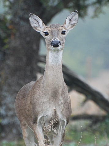 Doe