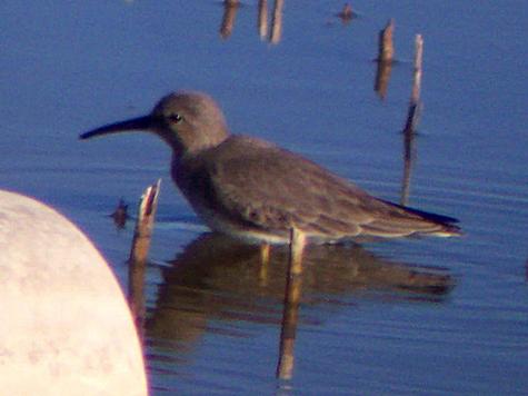 Dunlin