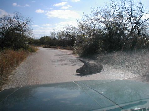 Roadkill