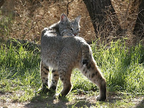 Bobcat