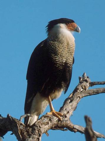 Caracara