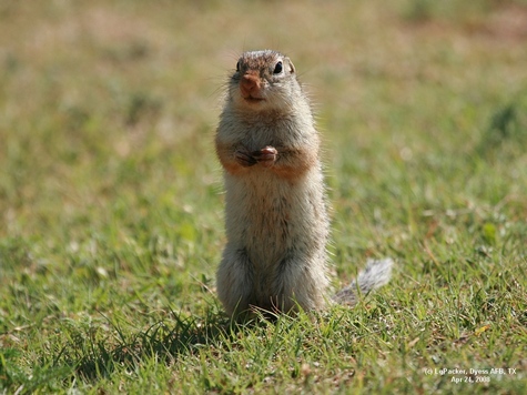 GroundSquirrel_male_IMG_0244.jpg