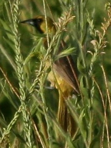 Oriole