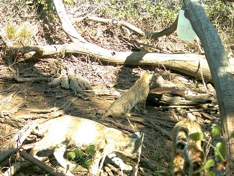 bobcats