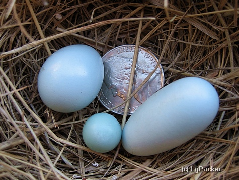 Bluebird_Eggs