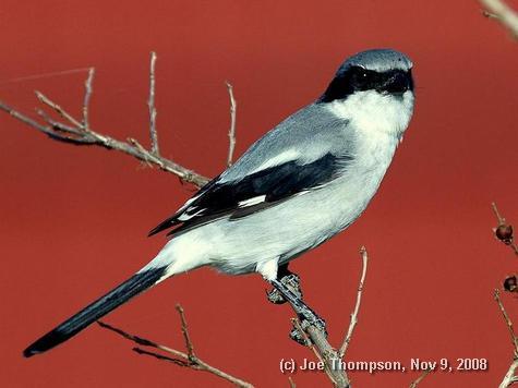 Loggerhead_Shrike