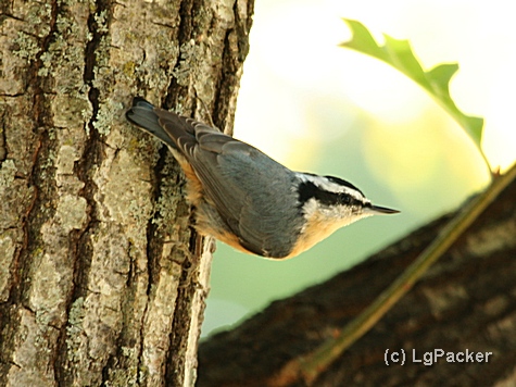 Red-breasted Nuthatch