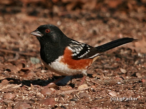 Spotted Towhee