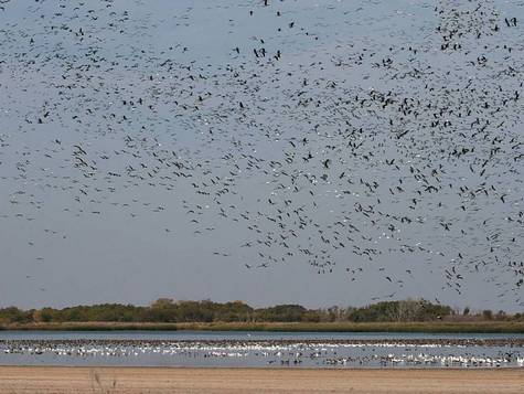 geese-webimg_9693