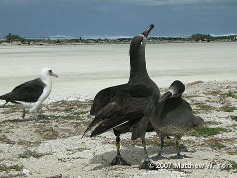 laysan-albatrossl-black-footed-albatross-dance-web