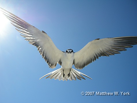 sooty-tern-web