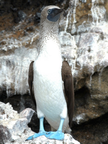 eh-blue-footed-booby_web