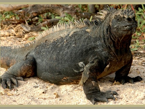 eh-marine-iguana_web