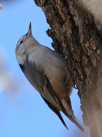 white-breasted-nuthatch-ldb_cr