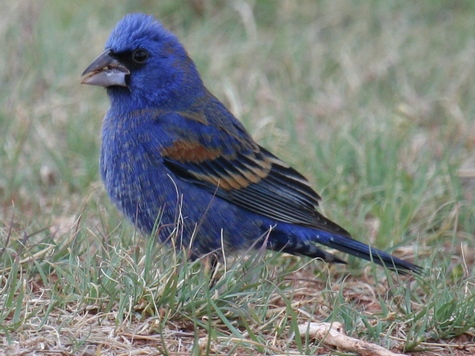 Male photographed near Cedar Gap Farm, 4/24